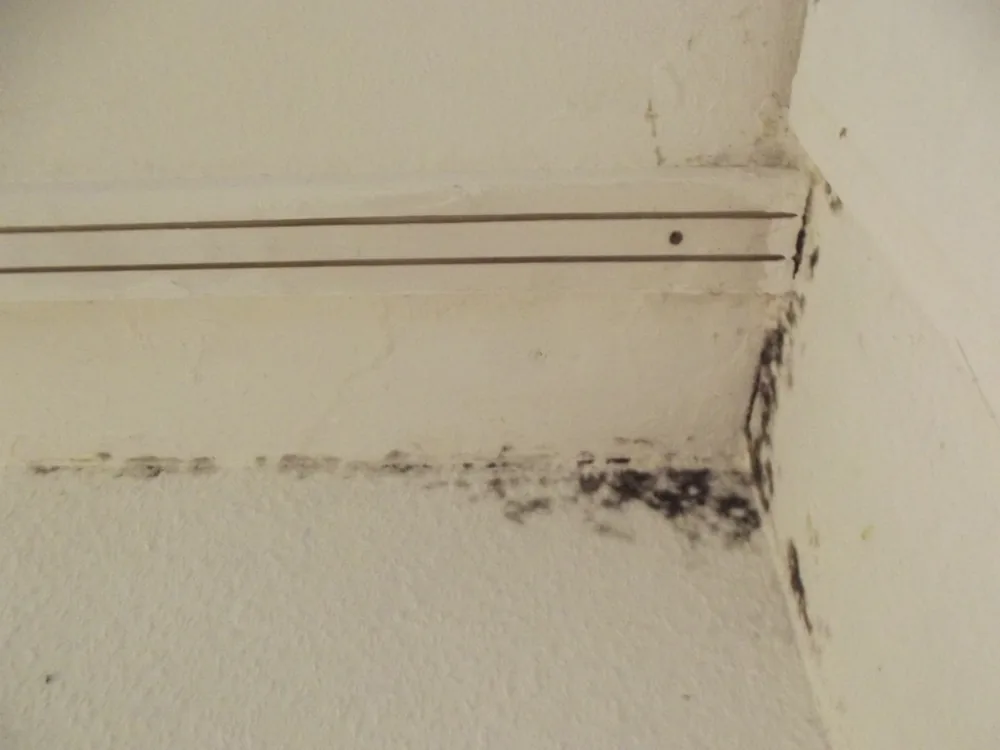Technician in protective gear removing a mold-damaged wall in a Saint James City home
